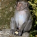 monkey_macaque_balinese_mf_ubud_v_1166_bal4884.jpg